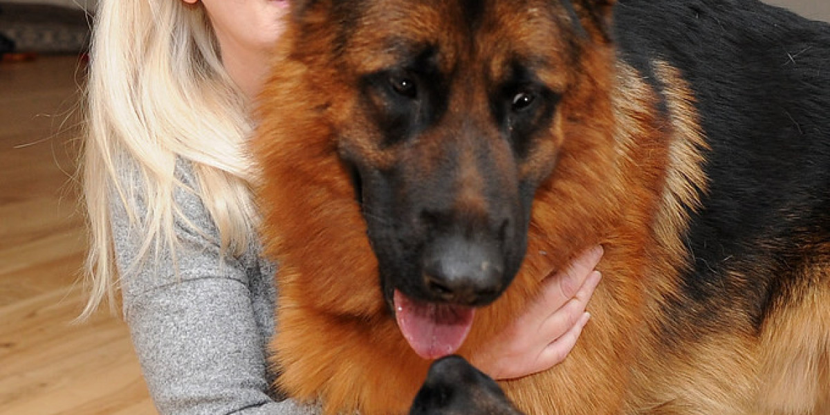 German Shepherd Kaufen: What to Consider Before Bringing Home a Mighty Companion