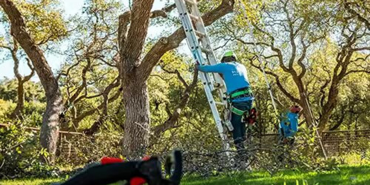 Understanding When Tree Removal Becomes Necessary