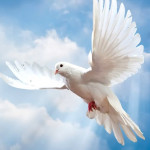 Marco: a.d.F. Wange profile picture