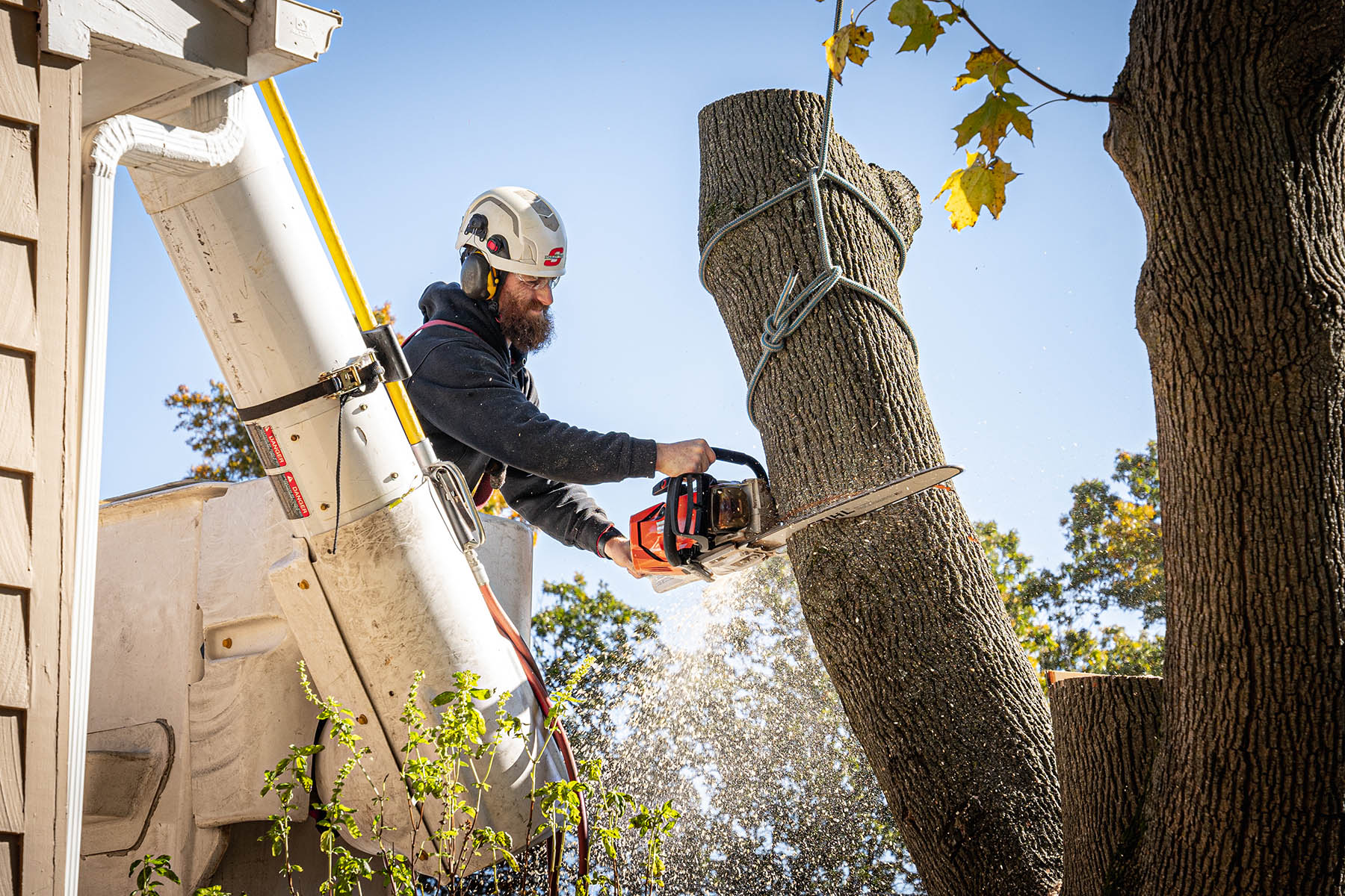 Your local tree specialists. Call now for a free quote.