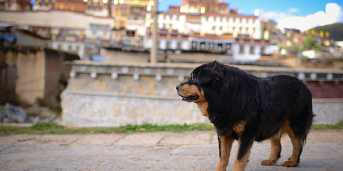 The Timeless Legacy of Tibetan Temple Dogs
