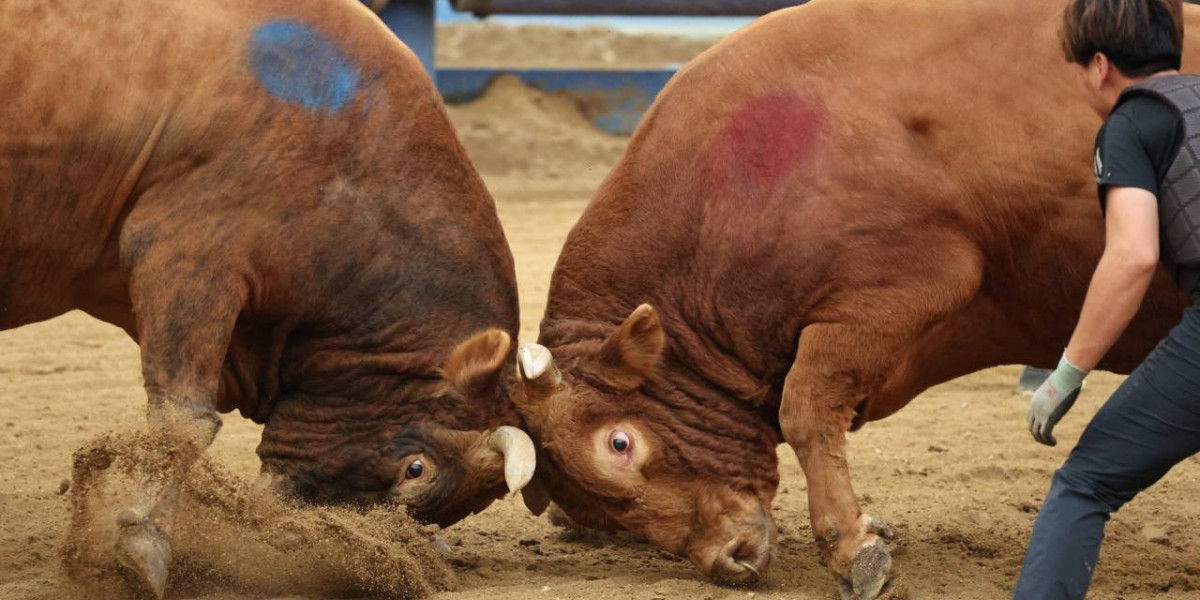 Checking out The particular Energetic And also Ethnic Landscaping Regarding Bullfighting Betting