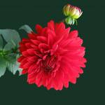 meisterbook78 bookmark profile picture