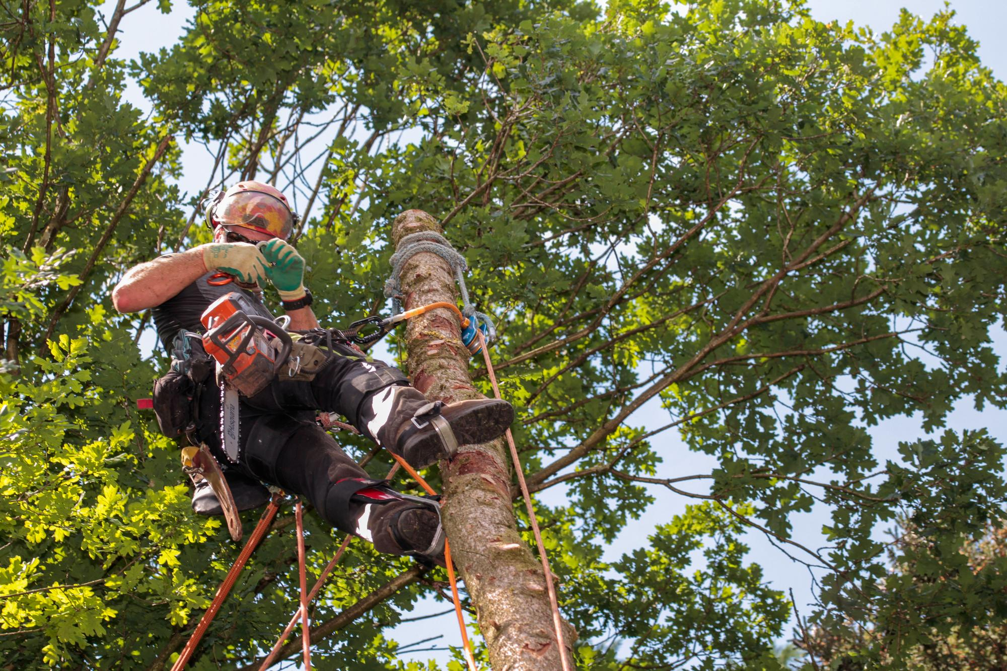 Expert Tree Surgery in Milton Keynes | CLAIM FREE QUOTE