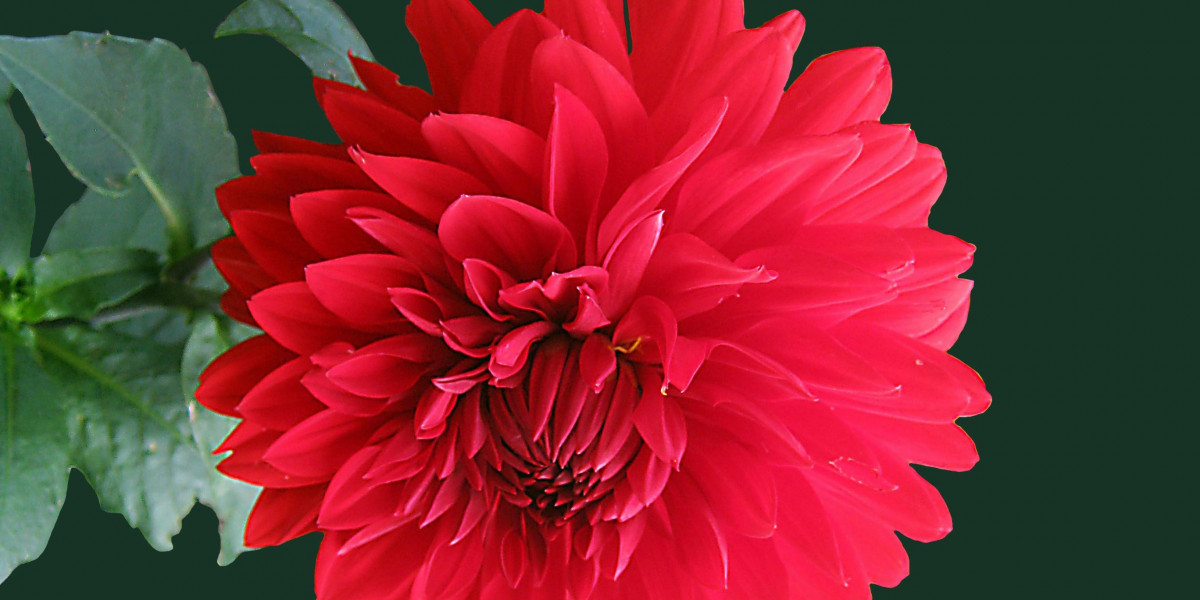 Cokney.com Reel Games – Analysis of the Online Reel-Based Gaming Platform and its Operational Structure