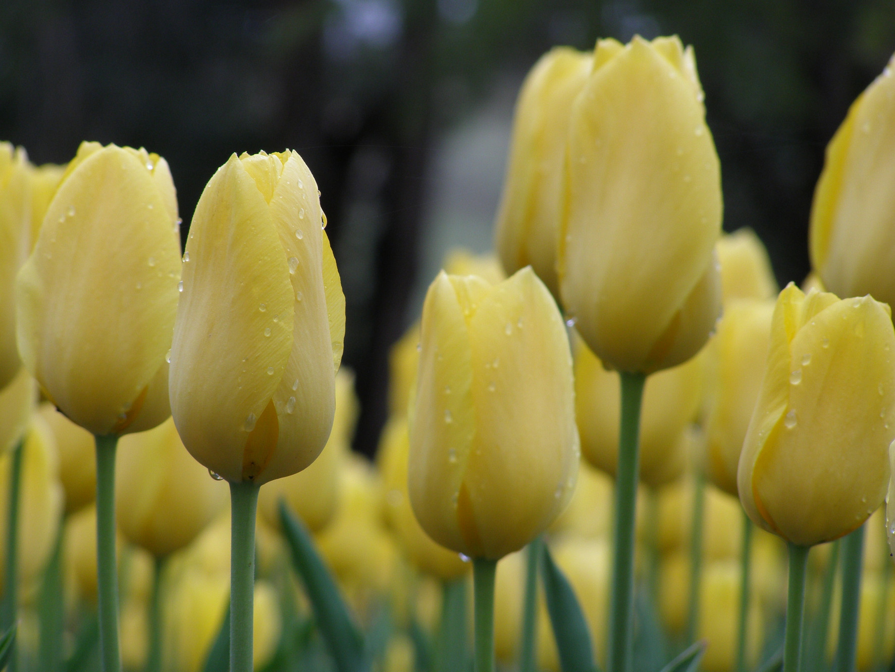 UroFlow Prostate Health Benefits | Profile